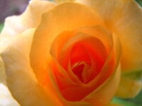 Perfume science: body chemistry and why you love the smells I hate