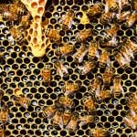All About Bee Venom and Honey in Skincare
