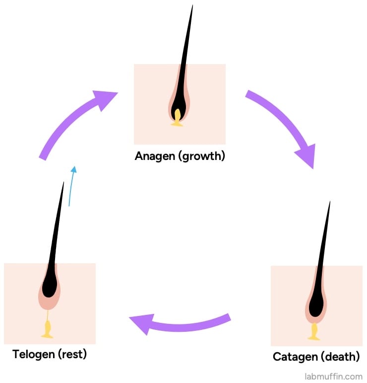 hair growth cycle