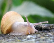 Snail Slime Skincare Science