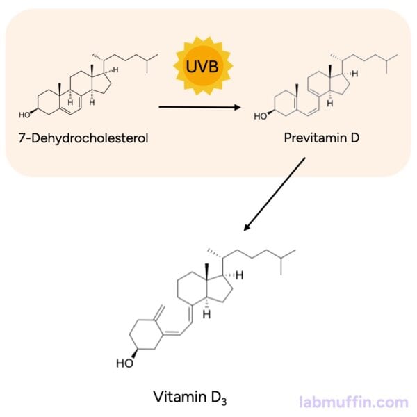 vitamin D synthesis