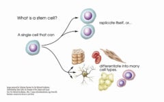 What’s all this about stem cells for my skin?