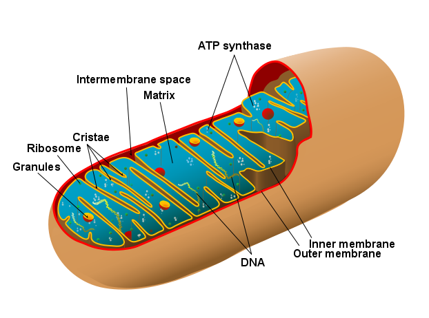 Diagram of a human mitochondrion